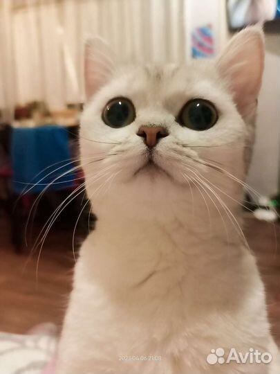 Кошка на случку