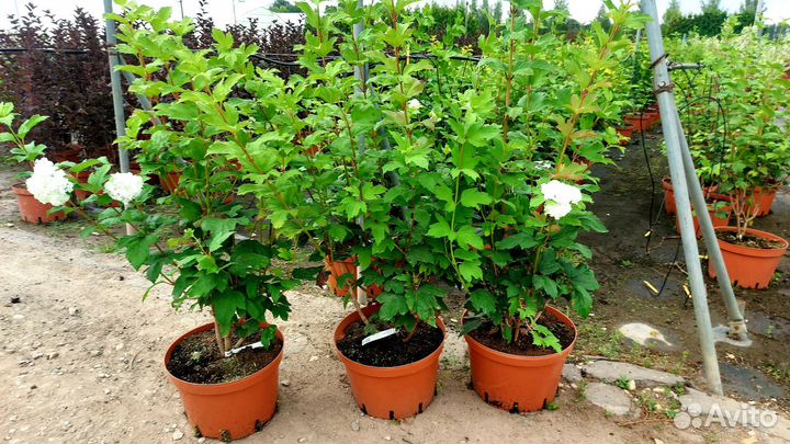 Калина бульденеж