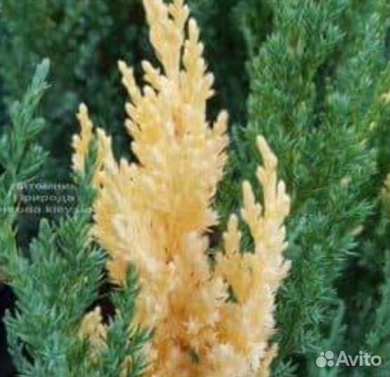 Саженцы хвойных и вечнозеленых растений