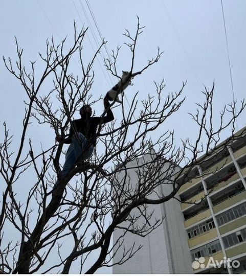 Снять Кошку с дерева 24/7