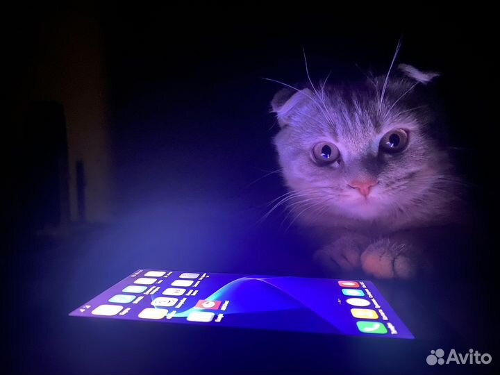 Шотладский кот вязка
