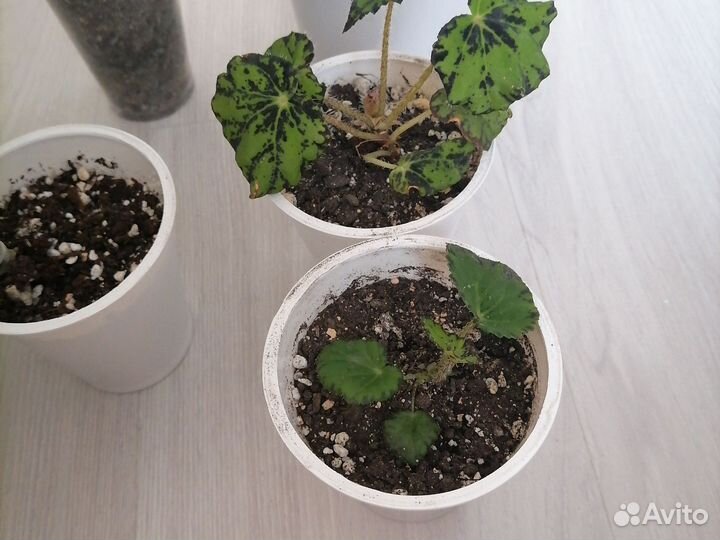 Комнатные цветы
