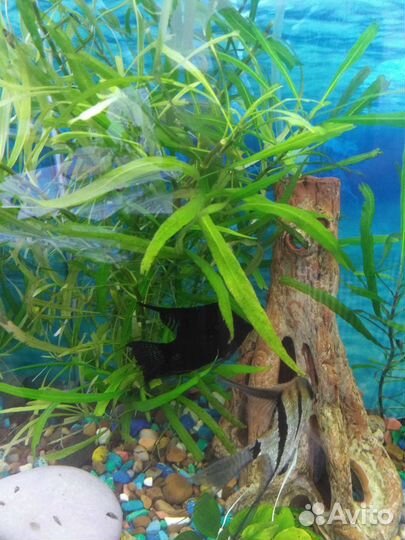 Аквариумные растения. Улитка мелания. бесплатно