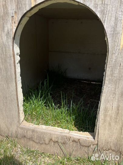 Собачья будка