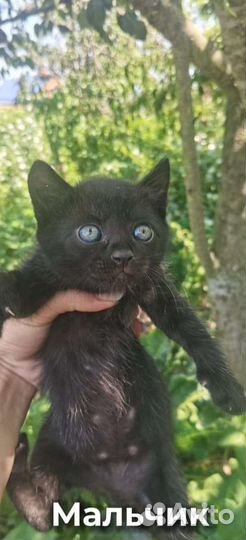 Котята бесплатно