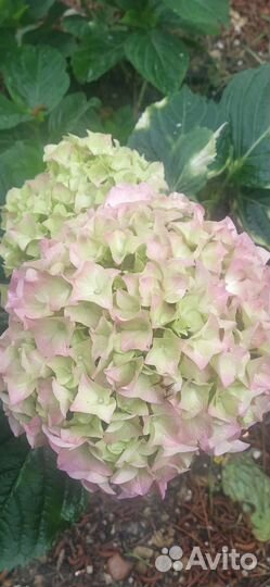 Гортензия крупнолистная