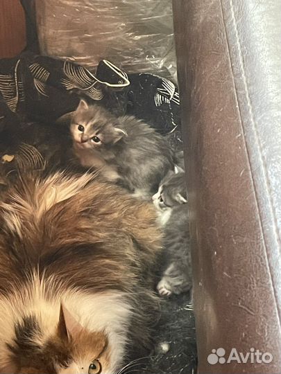 Котята в добрые руки даром
