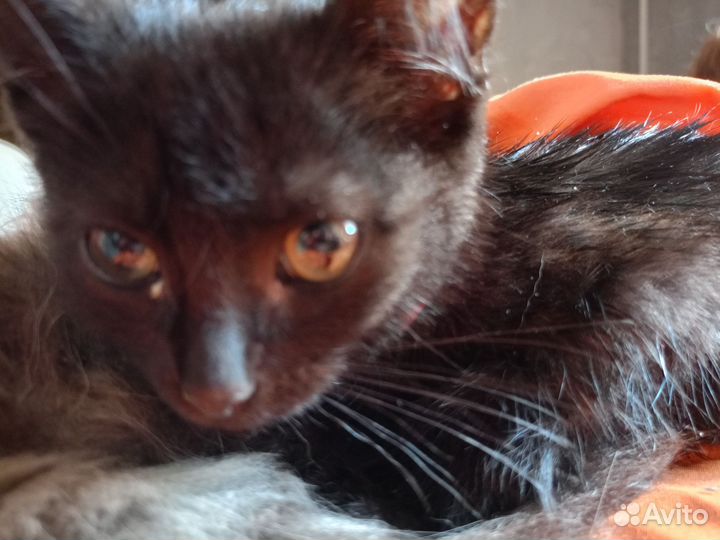 Кошка котенок черная
