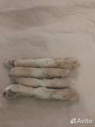 Лапа кролика