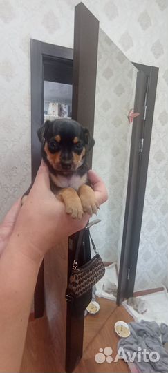 Щенки русский той-терьер