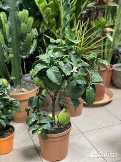 Цитрус лимон