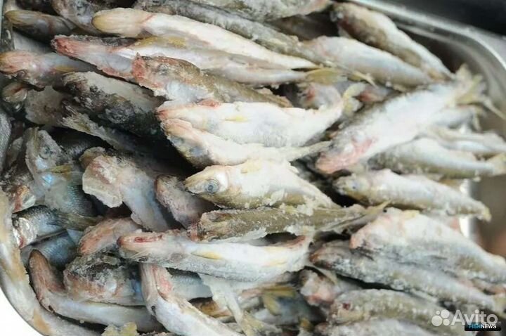 Рыба Форель морская Нерка Корюшка Сахалин