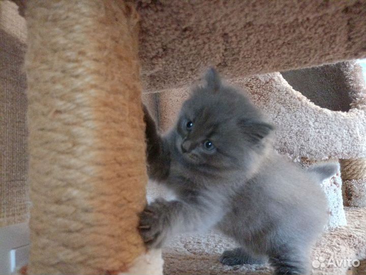 Котенок в добрые руки