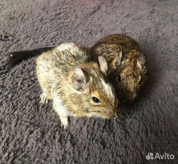 Белка дегу 2 сестры (продаются только вместе)