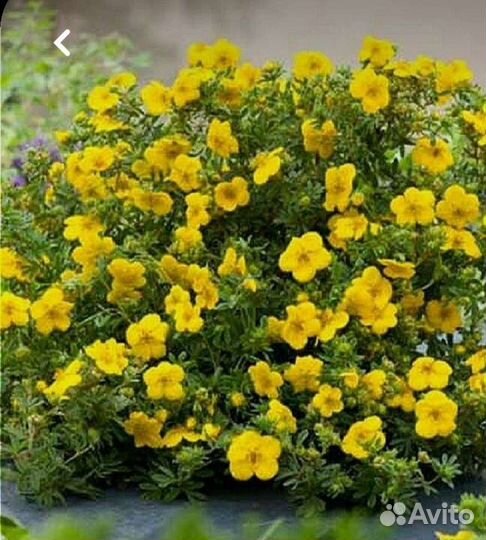 Астра многолетняя,Лапчатка чай, Астранция,изгородь