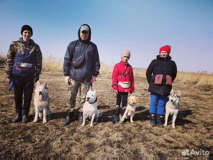 Дрессировка и передержка собак
