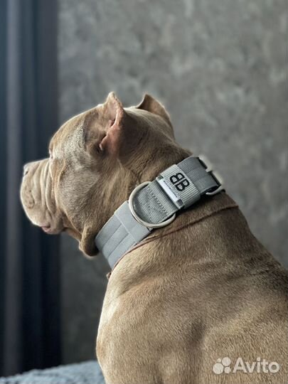 Ошейник bullybillows