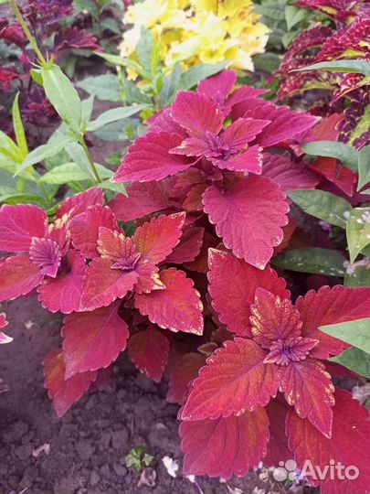 Колеусы сортовые