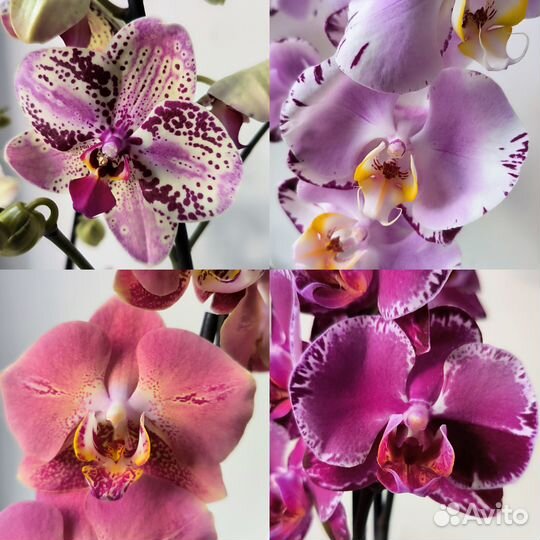 Орхидеи фаленопсис сортовые цветущие
