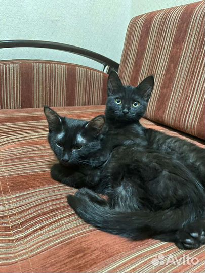 Кошки в добрые руки бесплатно