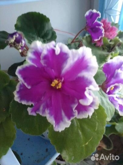 Листочки на срез