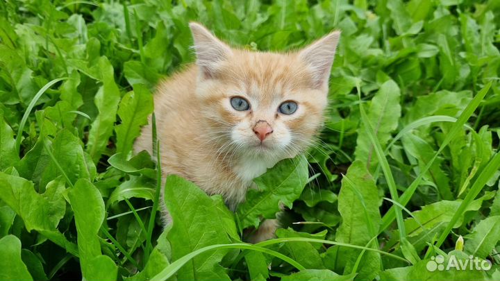 Котята в добрые руки бесплатно