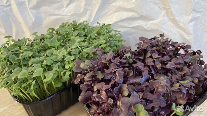 Выращивание микрозелени