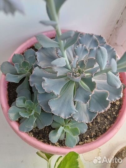 Экзотическое редкое растение