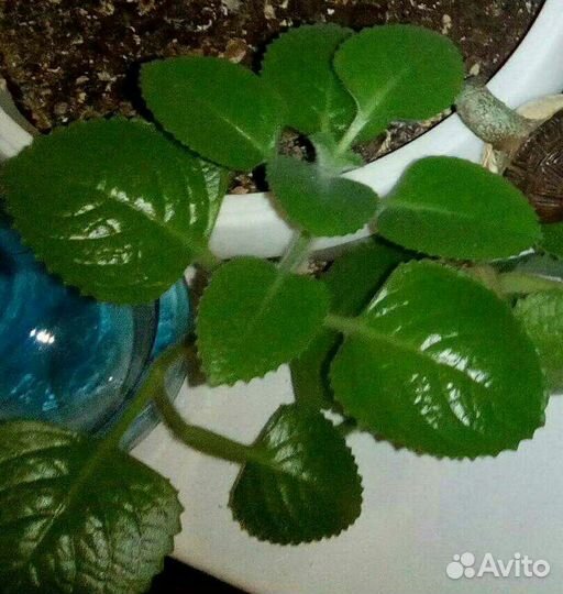 Мята комнатная