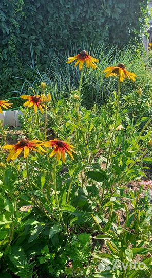 Многолетники для вашего сада