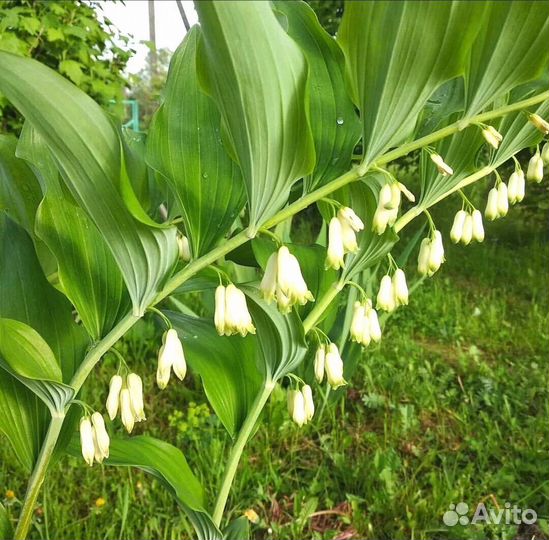 Купена садовая