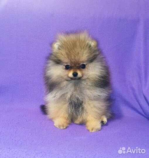 Щенки Шпица