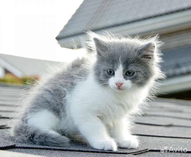 Котенок ищет дом. В добрые руки. Привезем