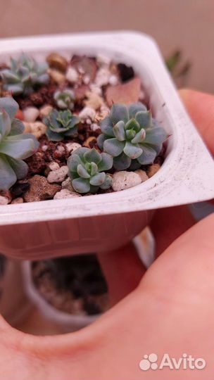 Суккуленты с любовью