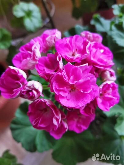Пеларгония юв Лолита и др