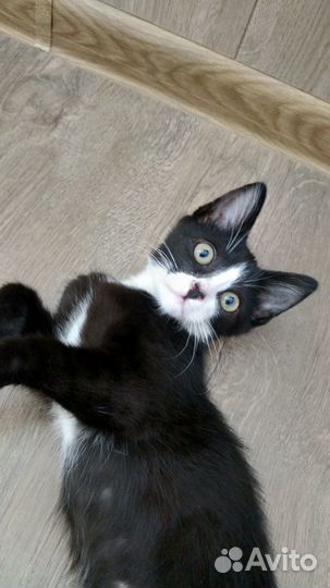 Котёнок в добрые руки