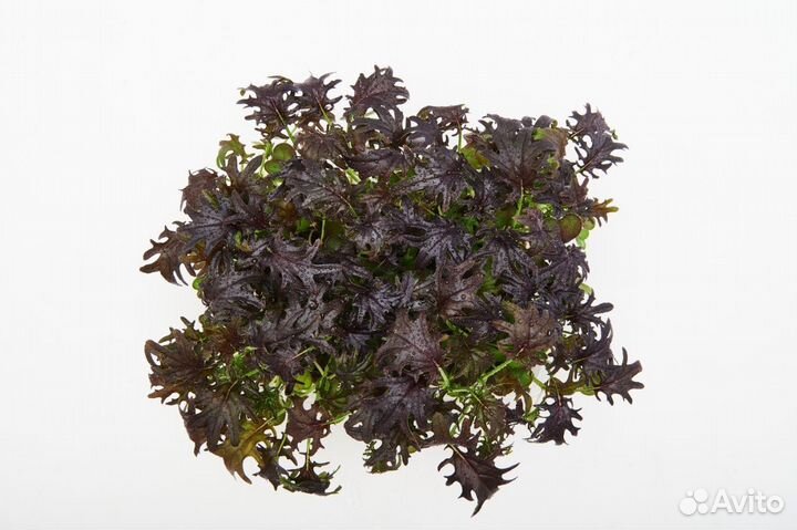 Семена для микрозелени