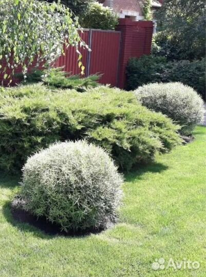 Для Вашего сада