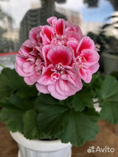 Пеларгония сортовая, Наборы