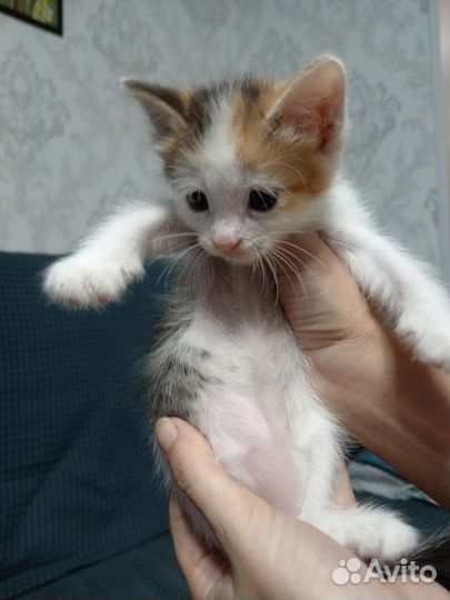 Кошки в добрые руки бесплатно