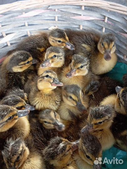 Утята кряковые