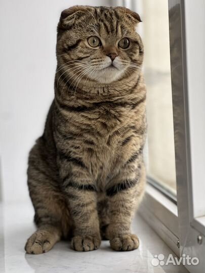 Кот на вязку