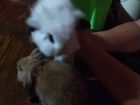 Кролик баран вислоухий