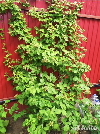 Малина Камберленд саженцы