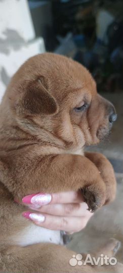 Щенки шарпей