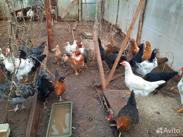 Куры несушки домашние