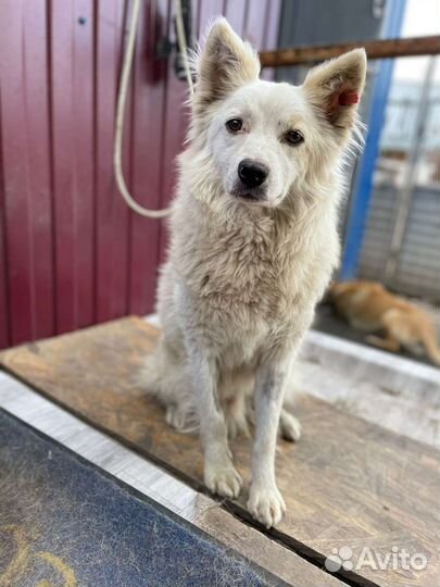 Собака в добрые руки из отлова