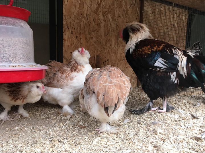 Инкубационное яйцо с Генофонда г. Пушкин ло