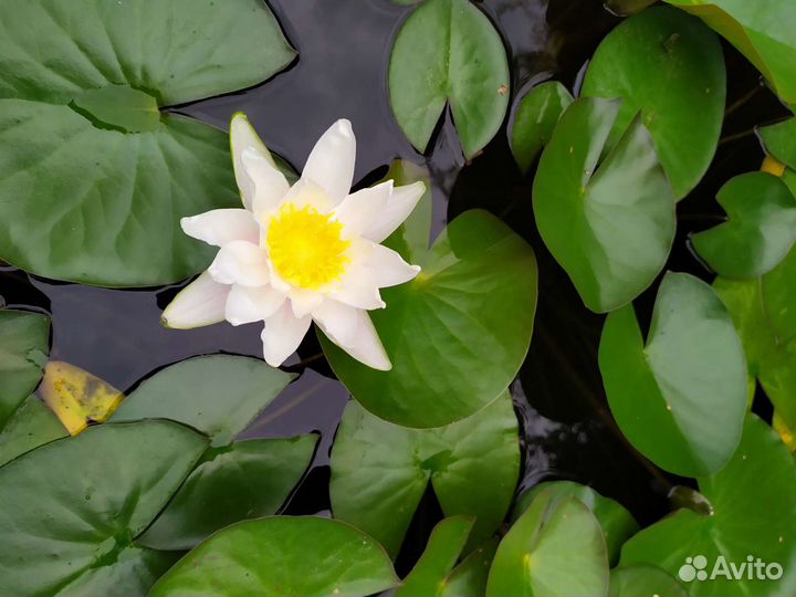 Водяная лилия