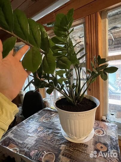 Замиокулькас